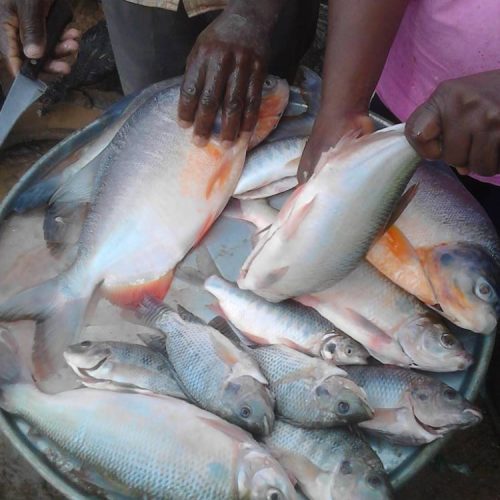 IMG_20150903_084224 (semi)