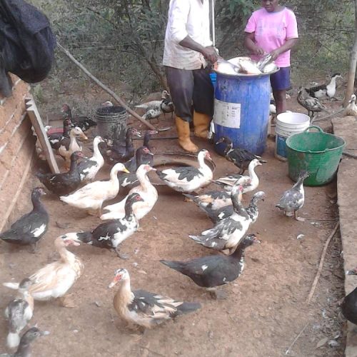 IMG_20150903_084252 (semi)